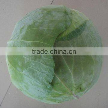 Fresh Chinese Cabbage