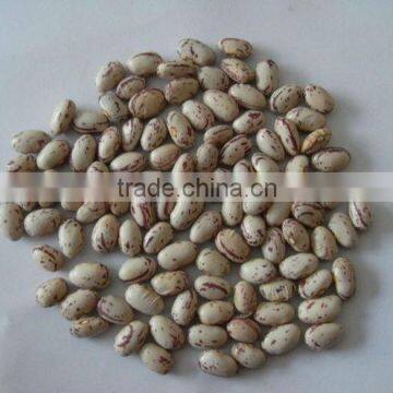 Light Speckled Kidney Bean