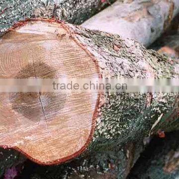 White Birch Logs, Baltic Birch Logs, Latvia Birch Logs for Sale photo-6