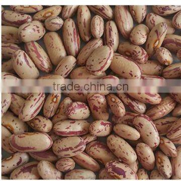Light Speckled Kidney Bean 2015 Crop