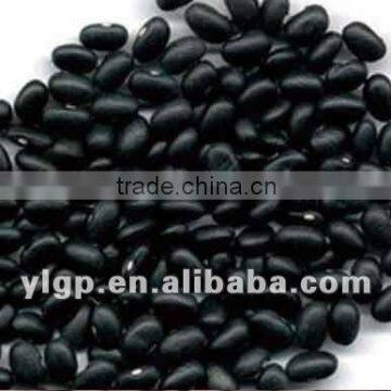 Black Beans