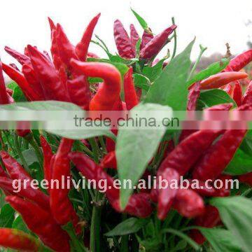 Chilli/chinese dry red chillis