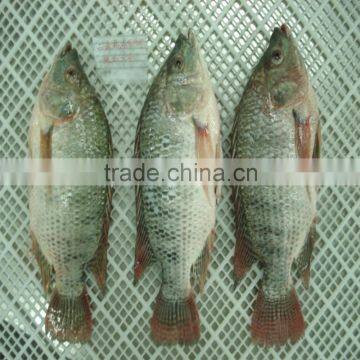 Gutted scaled whole tilapia for whole sale China origin