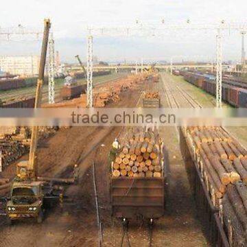 Timber Log / Sawlogs /Wood Round Logs photo-2