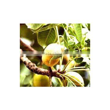 Pura Marula Oils