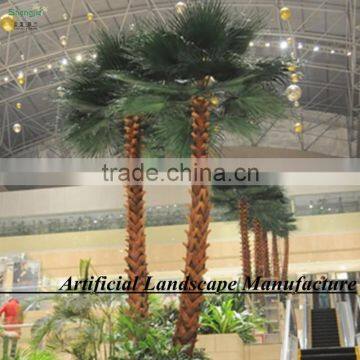 Garden Outdoor Uv-protected Date Palm Tree Canary Date Palm Tree photo-3