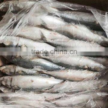 Frozen Pacific Mackerel For Bait