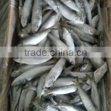 Frozen Tuna And Sardine Fish