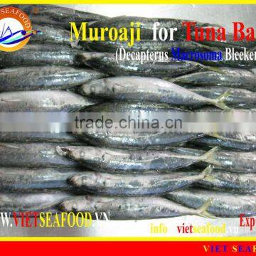 FROZEN W/R MUROAJI FOR TUNA BAIT photo-5