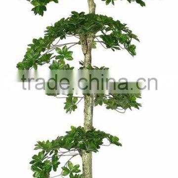 Foliage Plants Bonsai From Guangzhou Factory photo-4