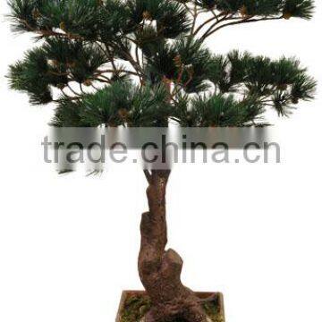 Foliage Plants Bonsai From Guangzhou Factory photo-6
