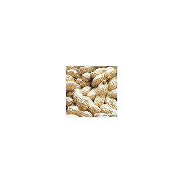 Sell Peanut Kernels