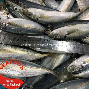 Frozen Horse Mackerel in 100G-150G