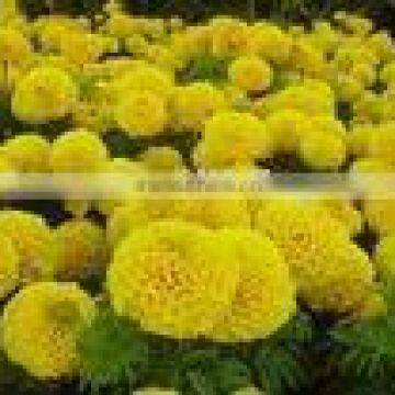 Marigold extract /Tagetes erecta L /lutein/CAS No:127-40-2