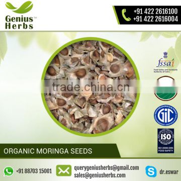 Low Cost Premium Quality Moringa Seeds for Medical Usage