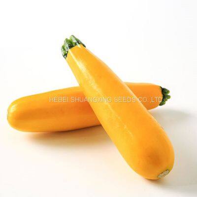 Yellow Beauty Early Maturity Yellow Skin Hybrid Squash Seeds