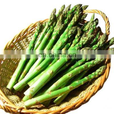 Asparagus officinalis frozen asparagus IQF factory hot selling fitness equipment with fresh quality