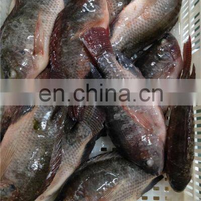 China Tilapia Fish Frozen Tilapia Fish Oreochromis Niloticus