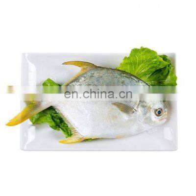 wholesale golden pompano frozen golden pompano fish golden pomfret