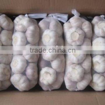 chinese normal white garlic