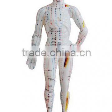 Chinese male body model for acupunctur meridian and extraordinary points