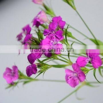 Color Sweet William fresh cut lotus flowers