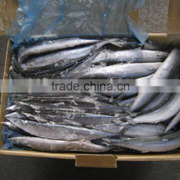 2014 new coming Frozen pacific saury from China