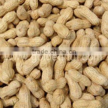 xiang nong peanut in shell