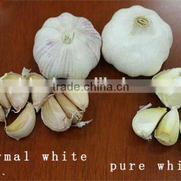 white garlic