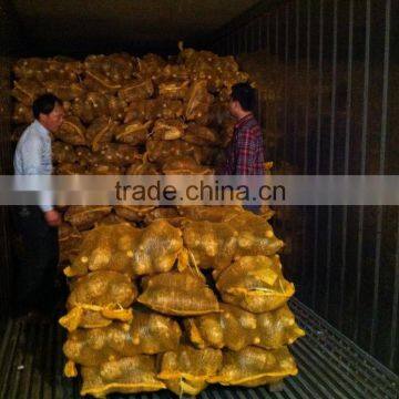 1.75kg Fresh Taro for Sale at Best Market Price
