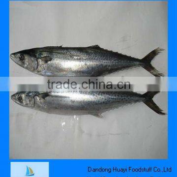 frozen mackerel fish