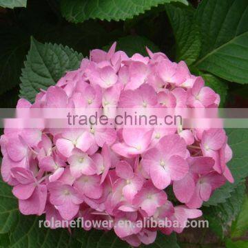 For Birthday Decoration Cheap Natural Hydrangea Latex Hydrangea From Yunnan, China photo-2