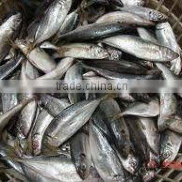 Frozen Horse Mackerel