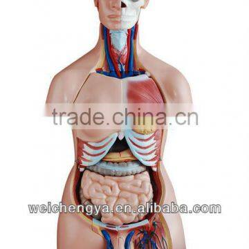 85CM Unisex Torso 40 Parts