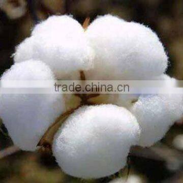 Indian Raw Cotton