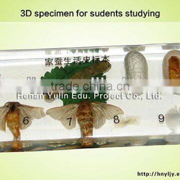 students learning embedding/3D middle and high shool standard Silkworm lift cycle specimen for biology teaching