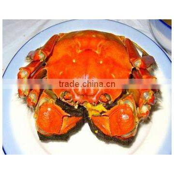 Live Fresh Water Crab(703)