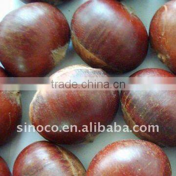 Super Raw Chestnut (60-80)