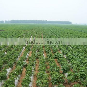 Fresh Holland Potato 100-150g Specification