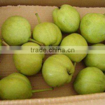 2012 early su pear of China-direct supply now