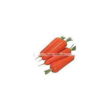 China New Crop Fresh Carrot