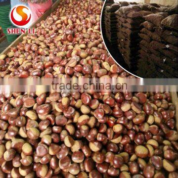Big Size 2016 New Crop Fresh Dandong Chestnut for Advance Sale photo-5