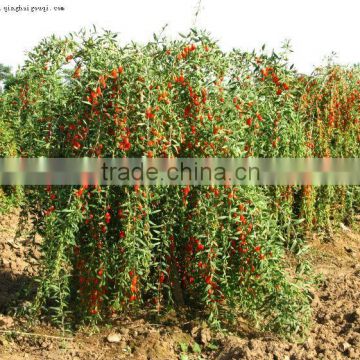 Raw Dried Chinese Ningxia Wolfberry Lycium chinensis Gogi goji berry berries For Sale From the Hometown of goji Ningxia