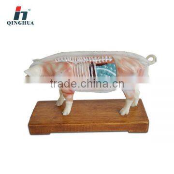 Pig acupuncture model