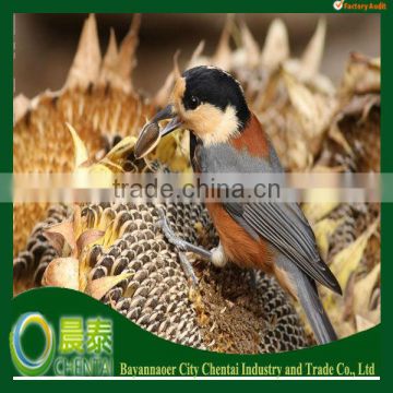 2013 New Arrival Good Quality Bird Food Sunflower Kernels