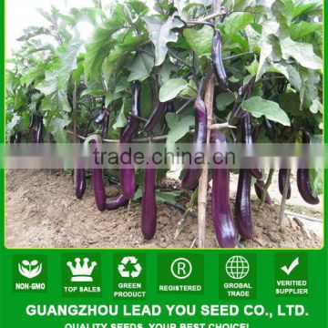 E15 Nongfu disease resistant long purple eggplant seeds in vegetable seeds, 35cm x 5.5cm size, 300grams weight