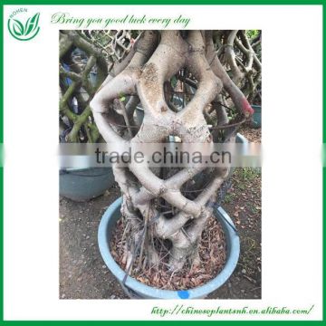 out door plants-3 layer ficus cage-2.2m