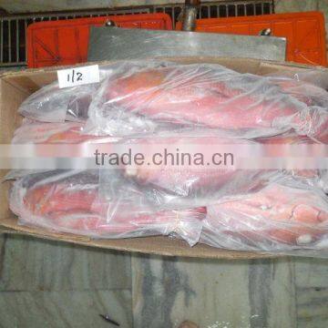 Frozen Red Snapper Whole photo-3