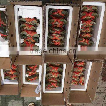 Scyllcc Serratoc photo-3