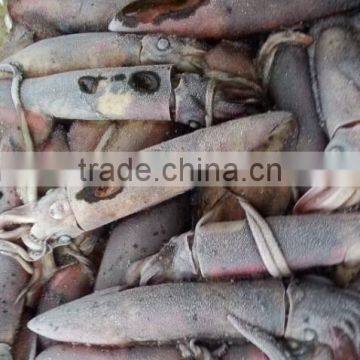 Frozen Black Squid (Todarodes Pacificus) photo-2